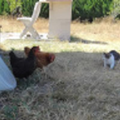 parrot_33@pouet.chapril.org